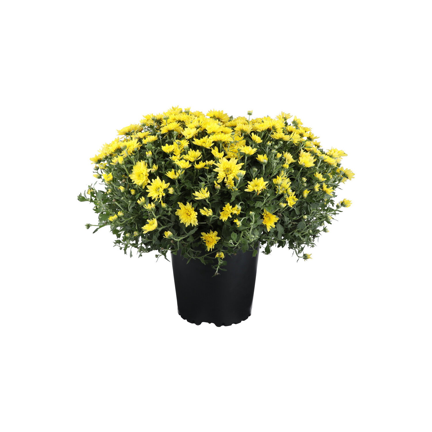 Yellow Hardy Mum - 1 Each Image 1 of 2