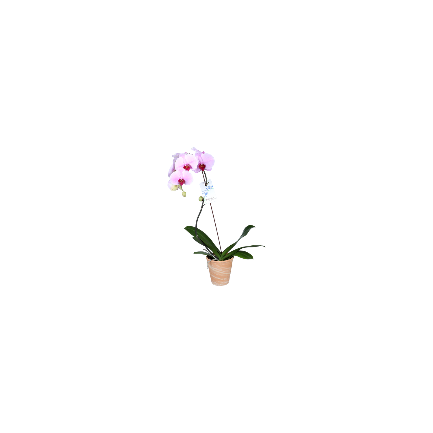 Orchid - 1 Each Image 1 of 2