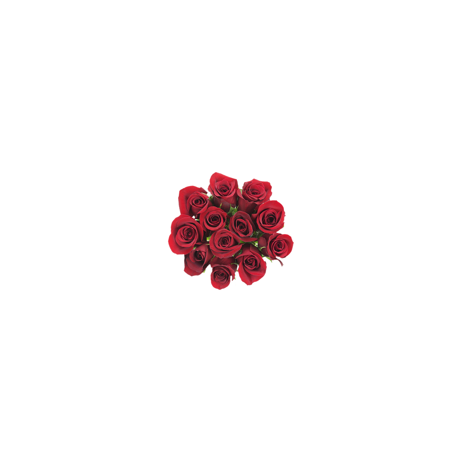 Dozen Rose - 1 Each
