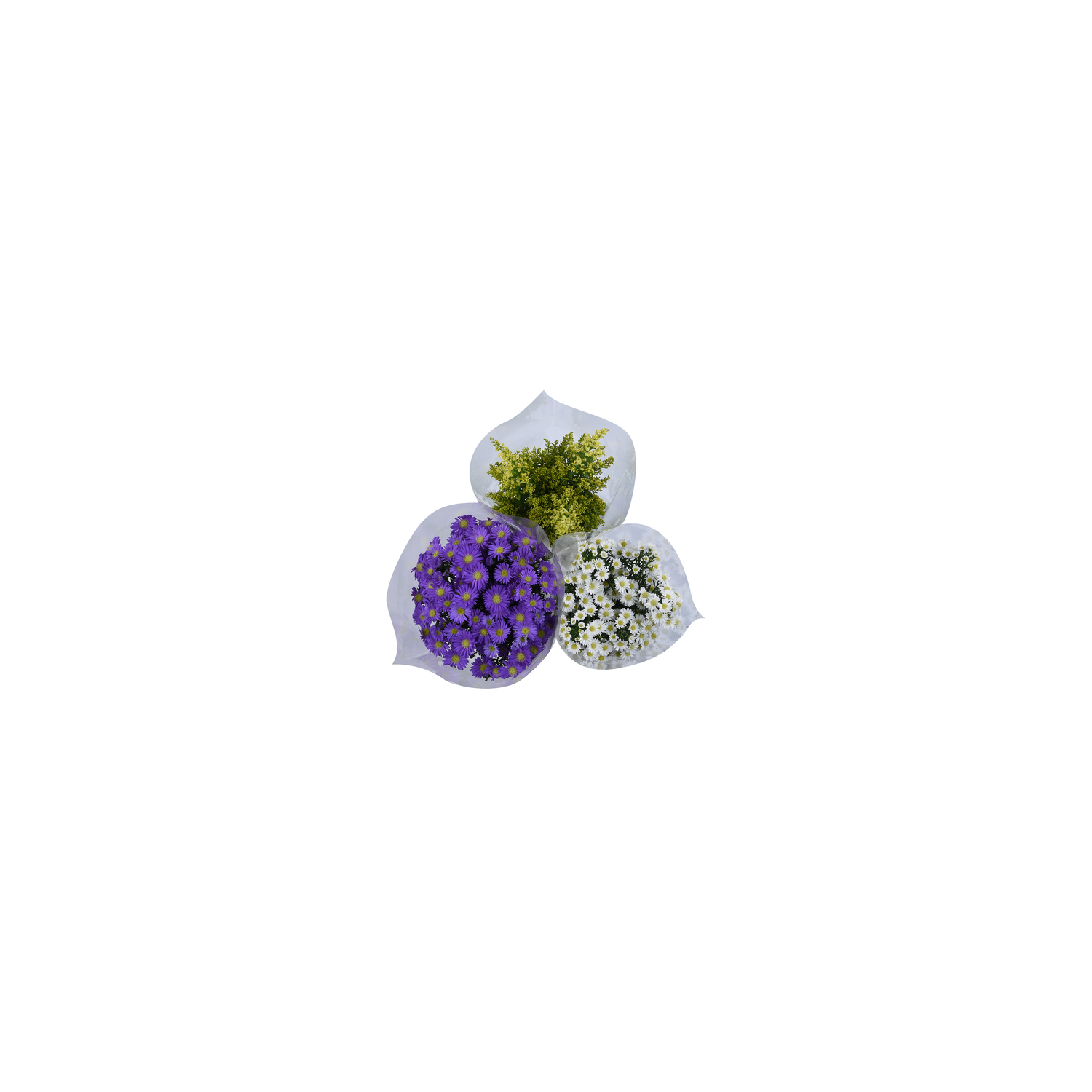 Aster Box - 1 Each