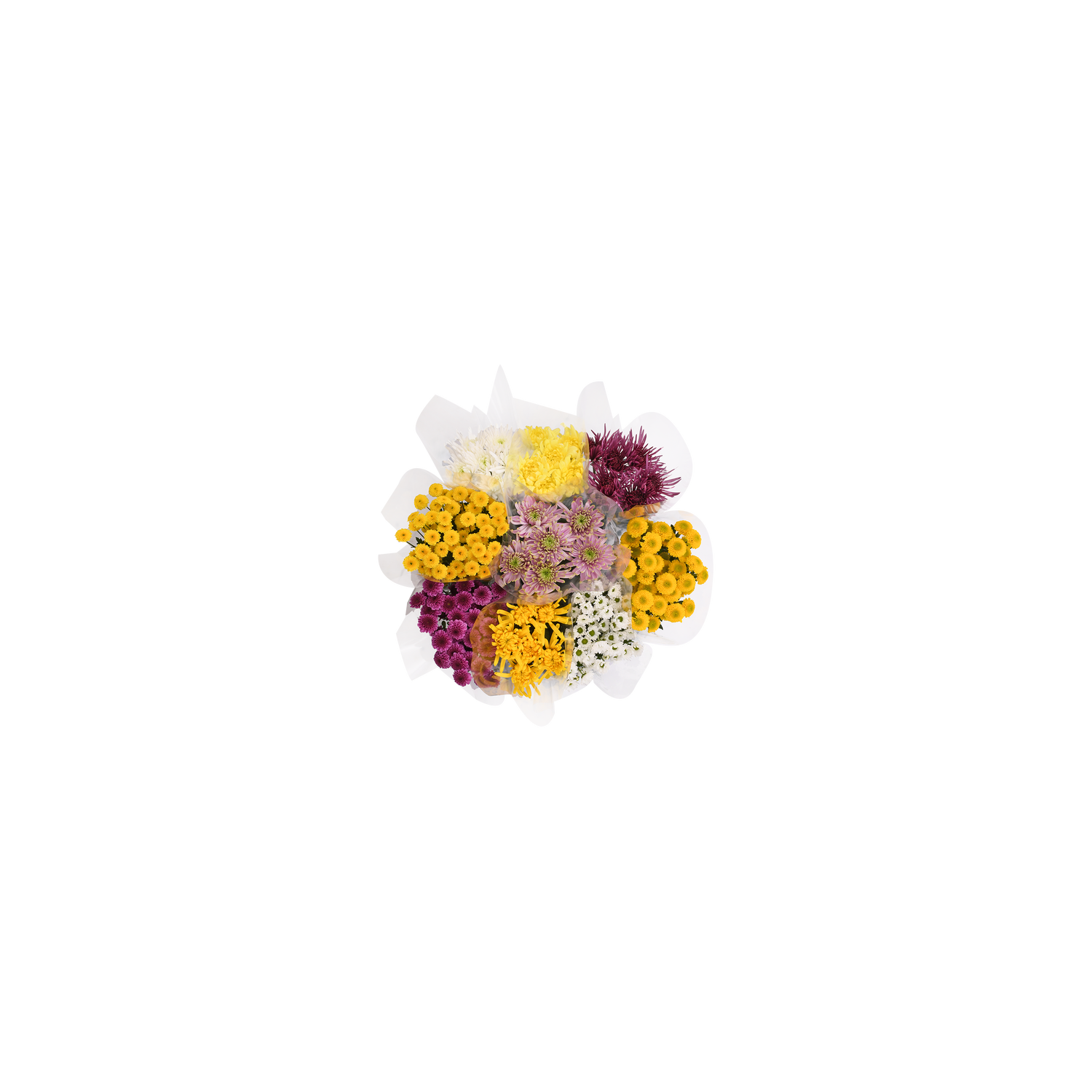 Dsibud Micro Pom Box - 1 Each