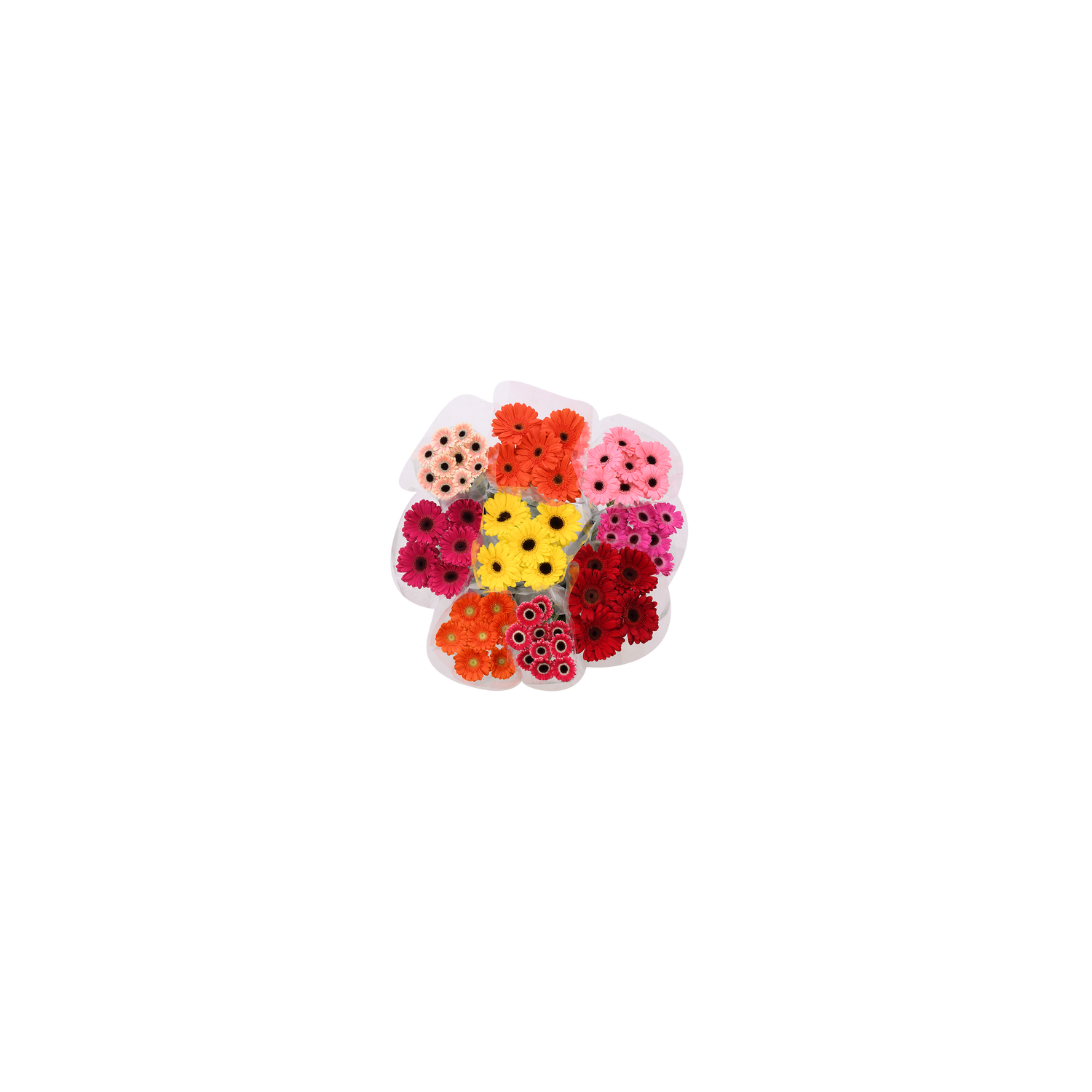 Gerbera Box - 1 Each