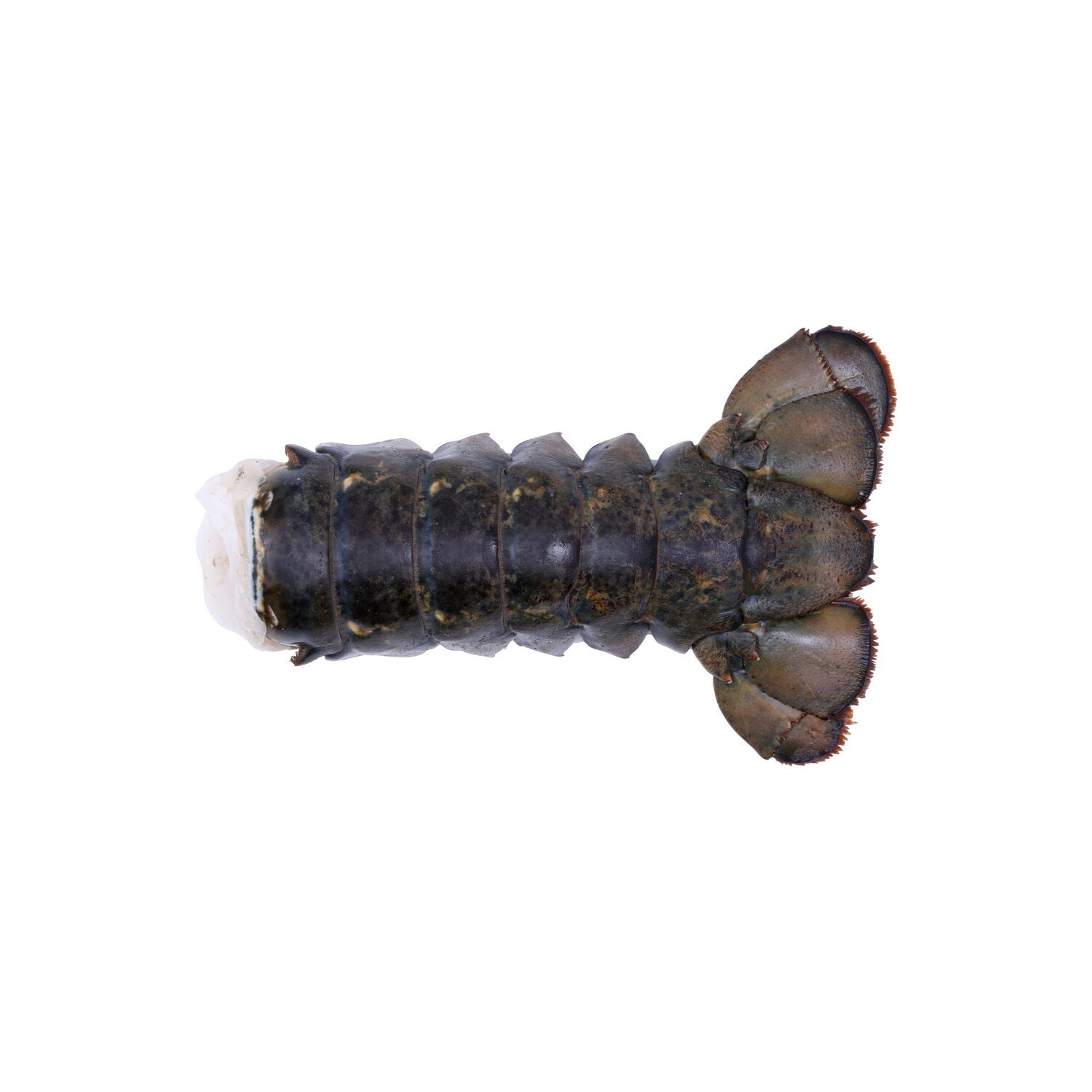 Pacific Seafood Cold Water Raw Lobster Tail 10-12 - Avg 1.13 Lbs Image 1 of 2