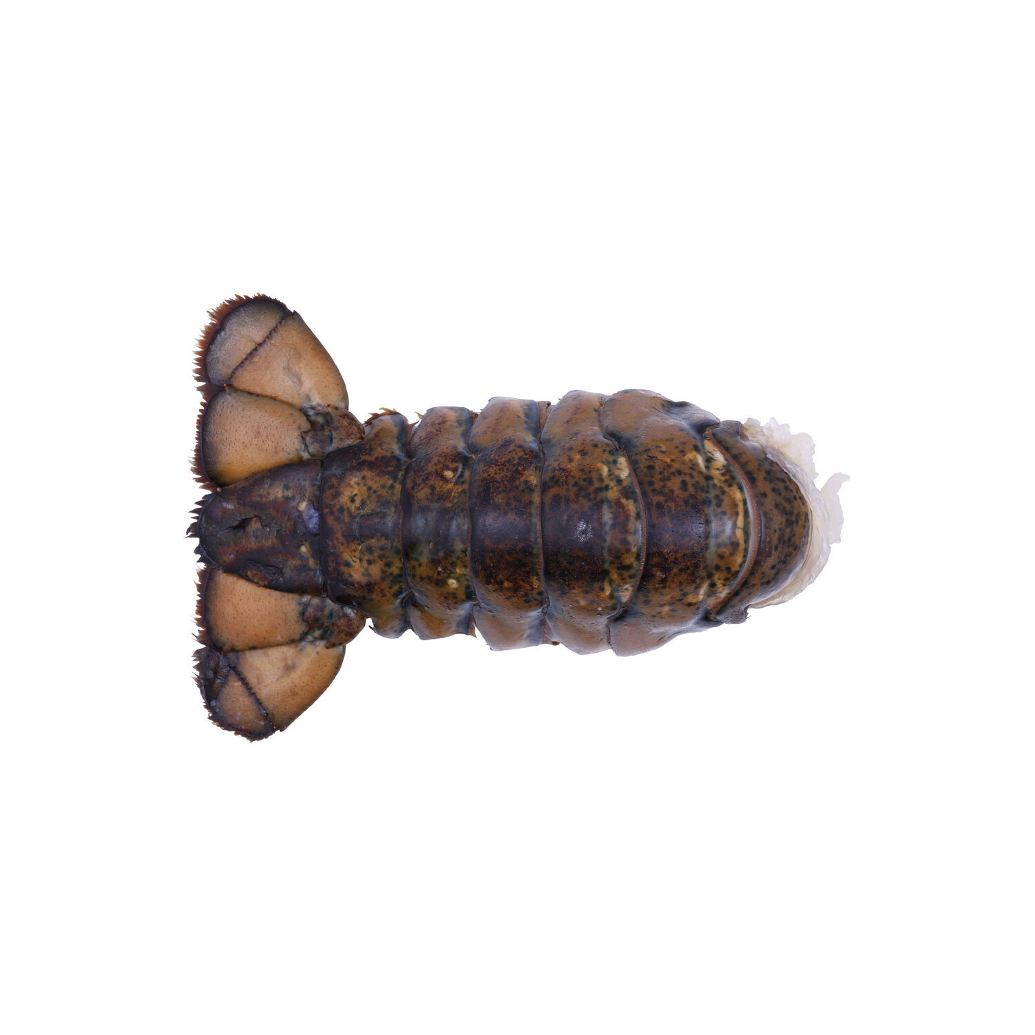 Pacific Seafood Cold Water Raw Lobster Tail 7-8 - Avg 1.00 Lb Image 1 of 2