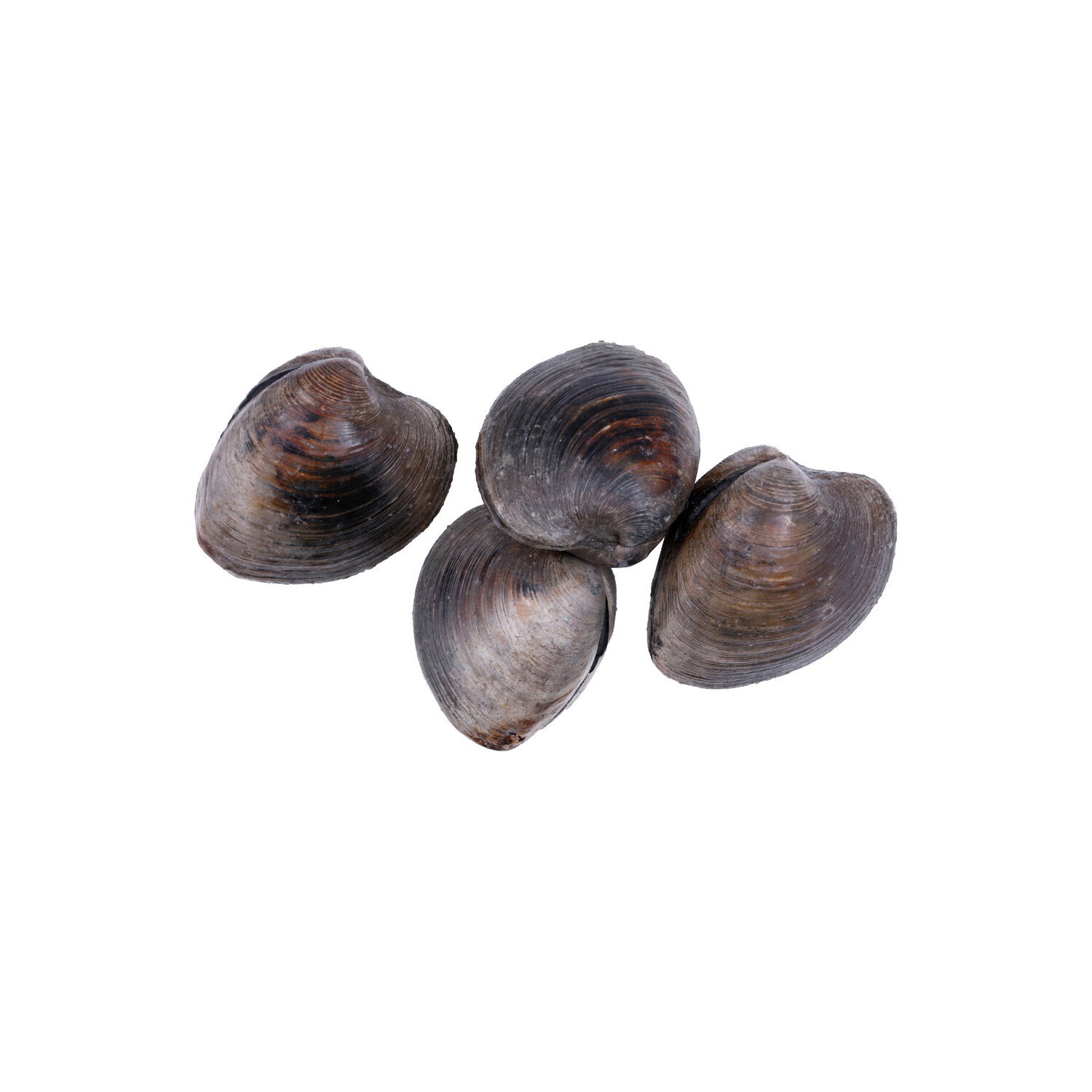 Pacific Seafood Cherrystone Clam - 1 Each Image 1 of 2