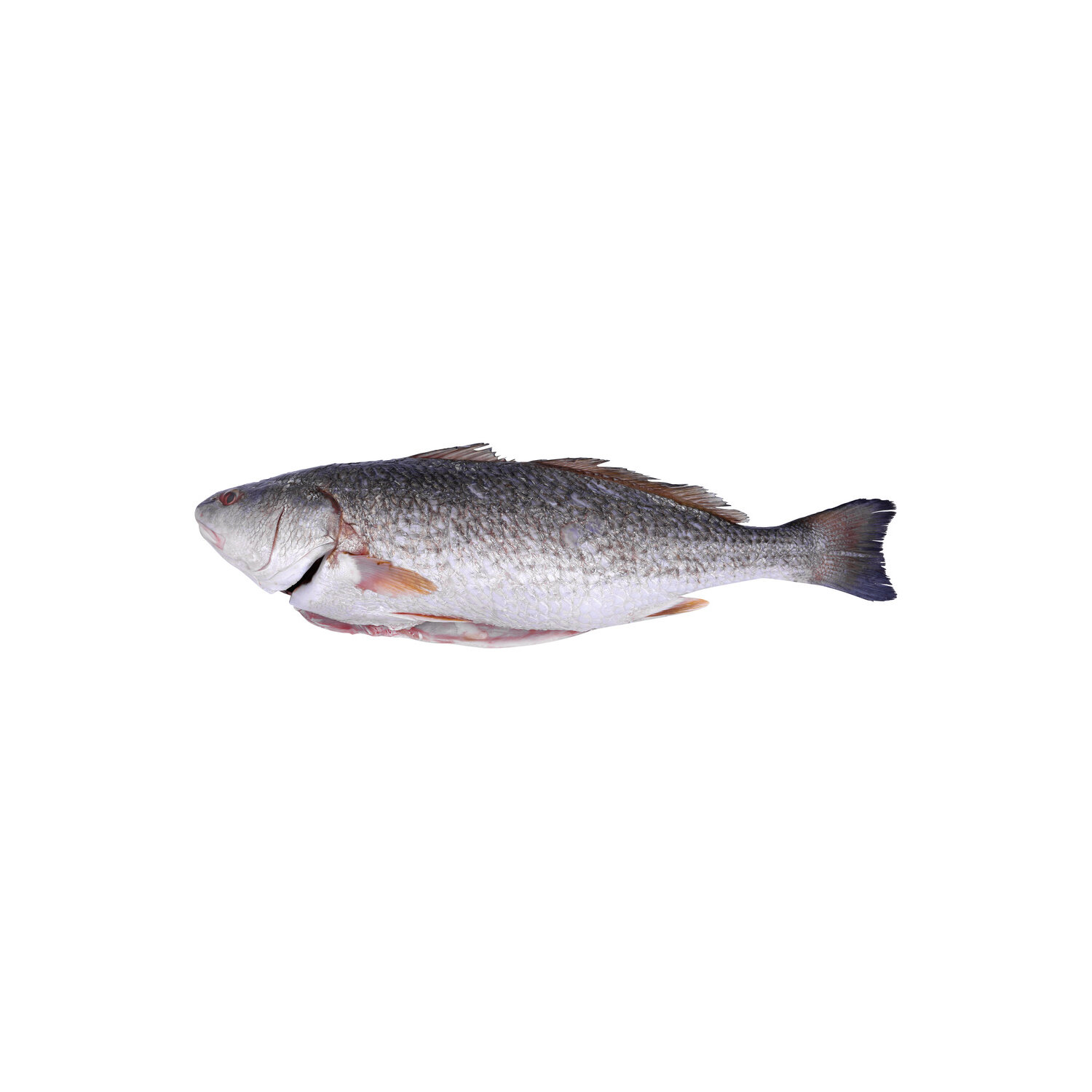 Pacific Seafood Redfish Whole Dressed - Avg 3.90 Lbs Image 1 of 2