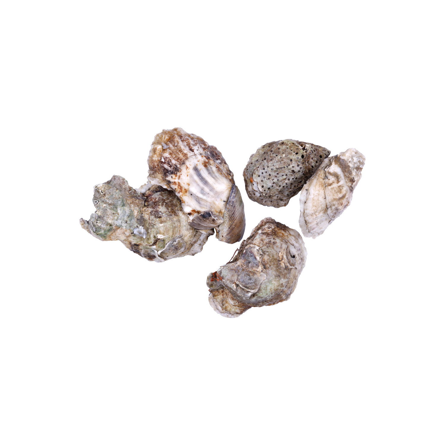 Pacific Seafood Blue Point Oyster - 1 Each Image 1 of 2