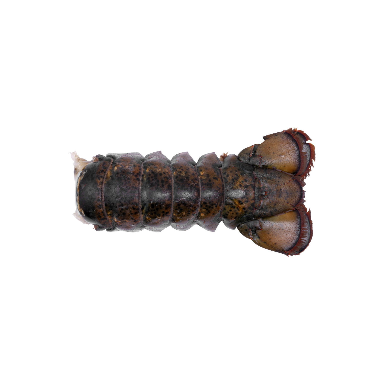 Pacific Seafood Cold Water Raw Lobster Tail 5-6 - Avg 1.00 Lb Image 1 of 2