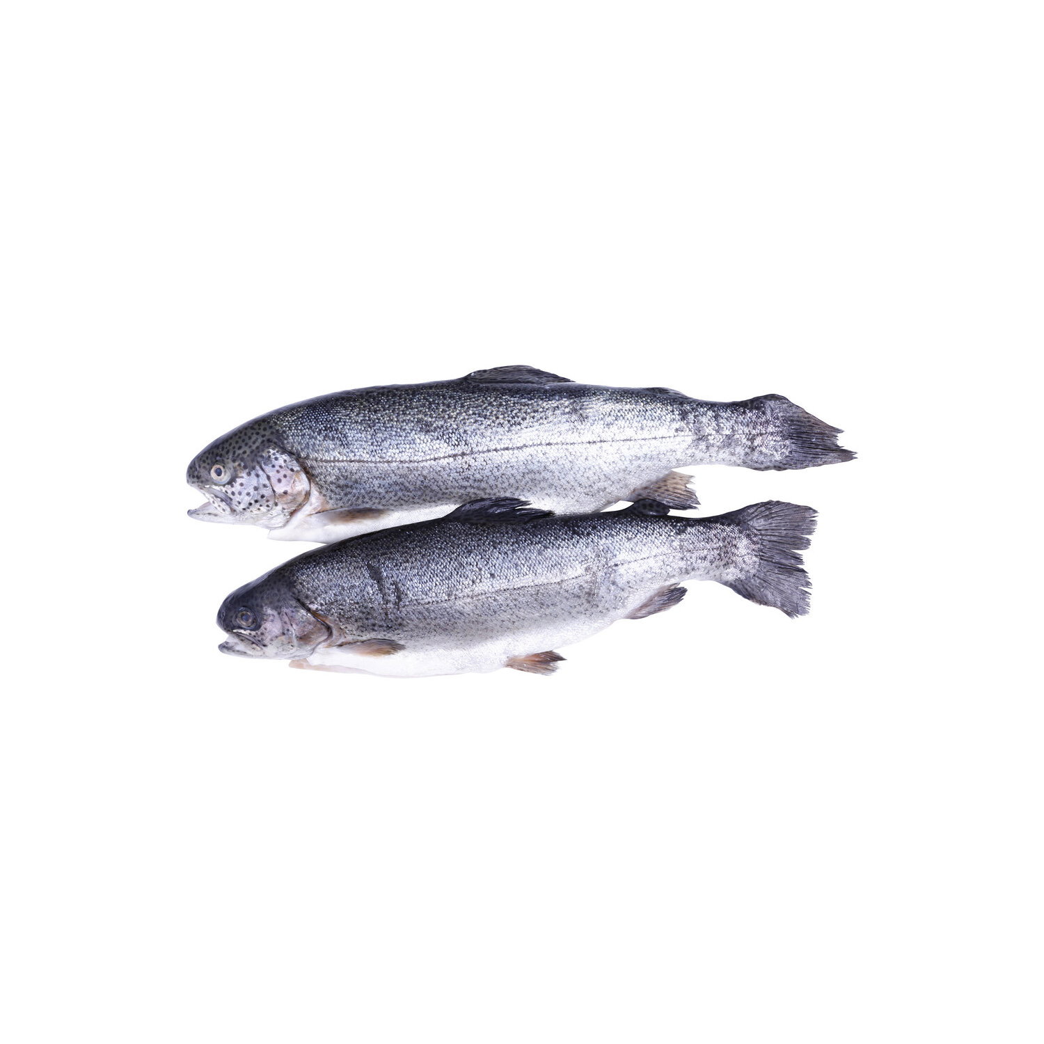 Rainbow Trout - Avg 1.00 Lb Image 1 of 2