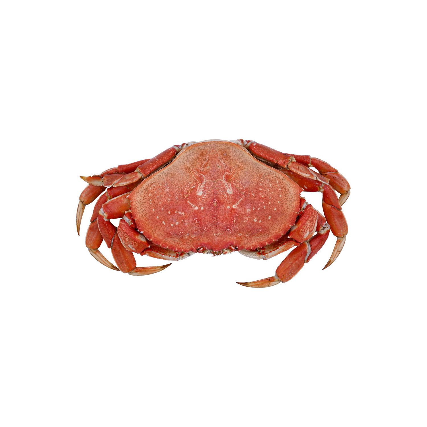 Pacific Seafood Whole Cooked Dungeness Crab - Avg 1.85 Lbs Image 1 of 2
