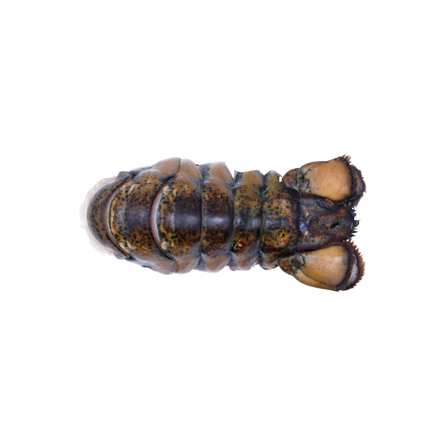 Pacific Seafood Cold Water Raw Lobster Tail 8-10 - Avg 1.05 Lbs Image 1 of 2