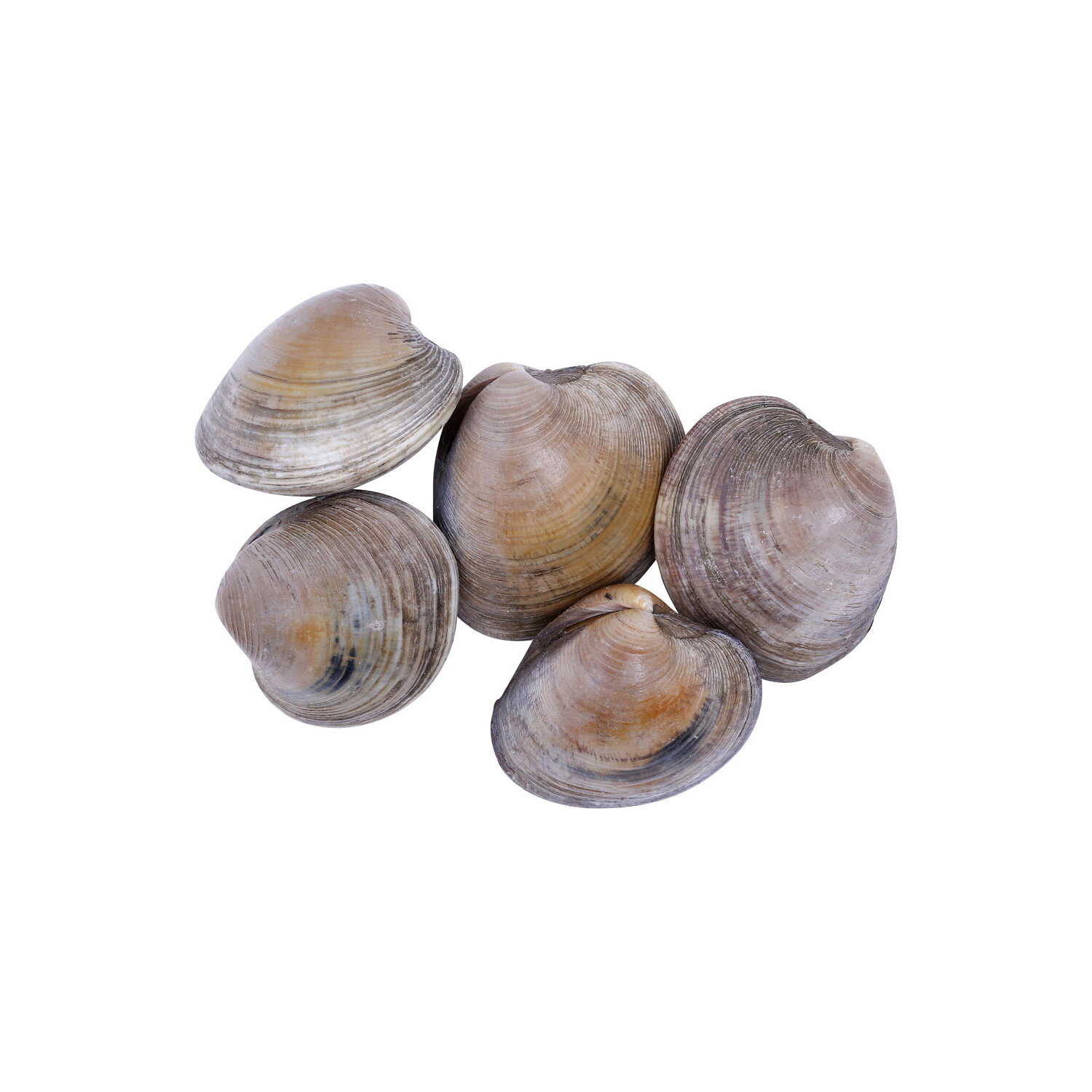 Littleneck Clam - 1 Each Image 1 of 2