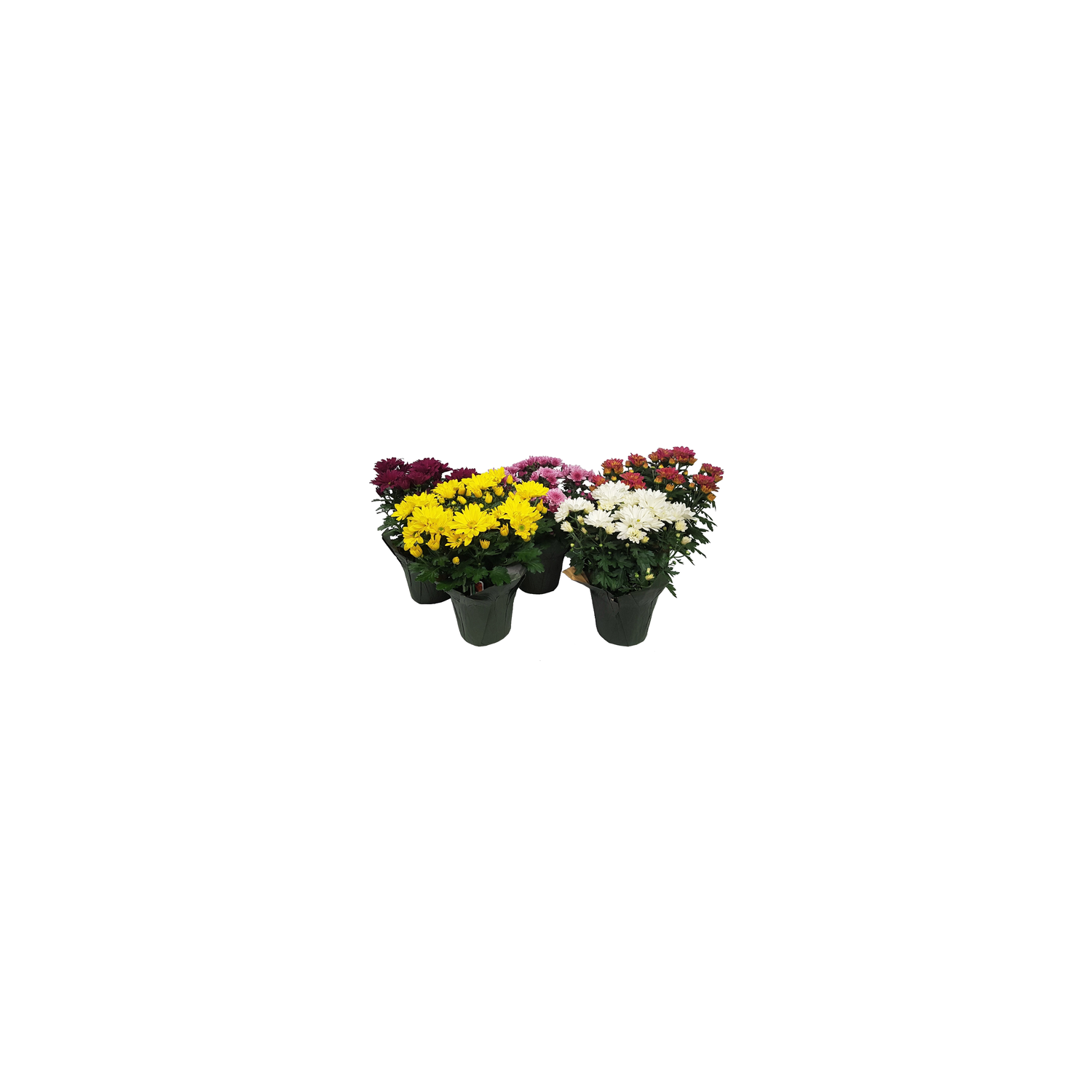 Mums - 1 Each