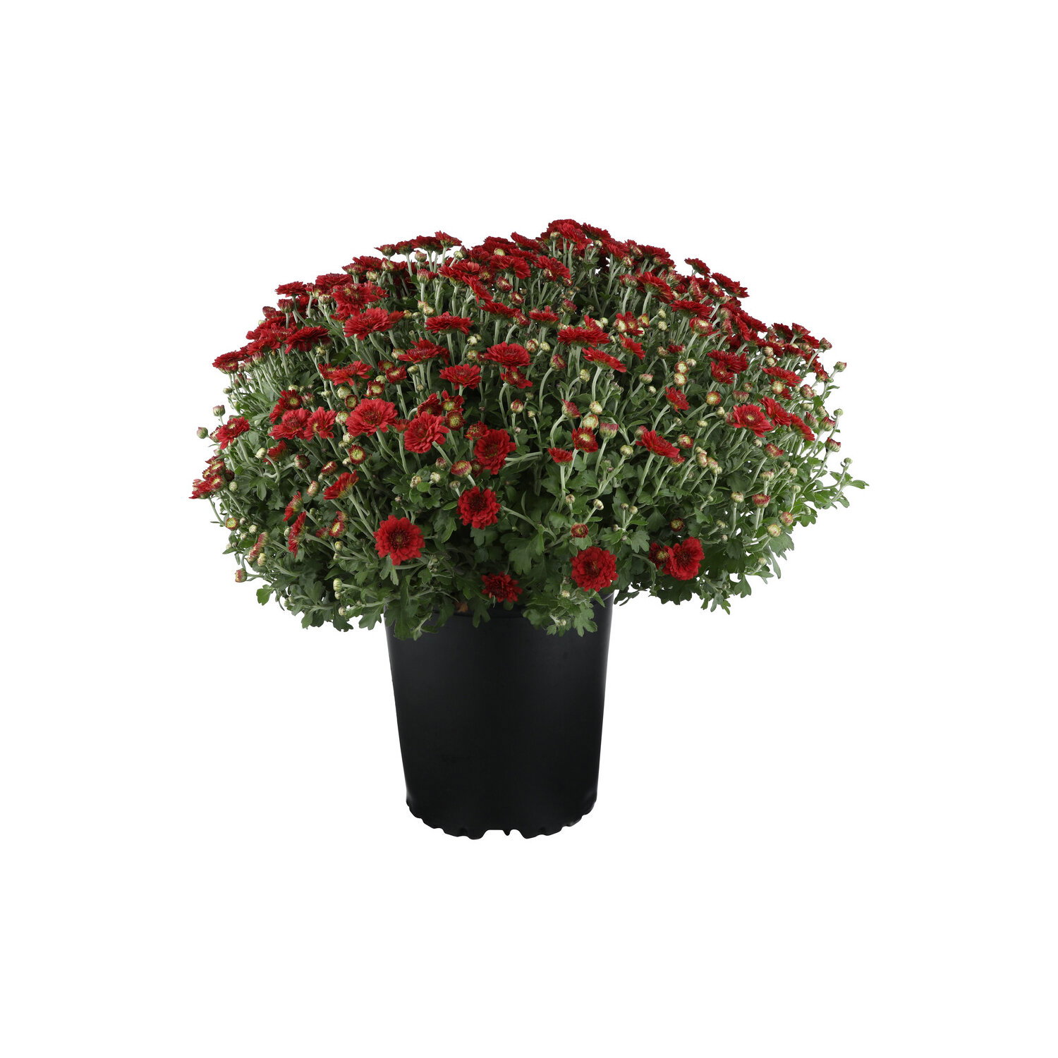 Red Hardy Mum - 1 Each Image 1 of 2