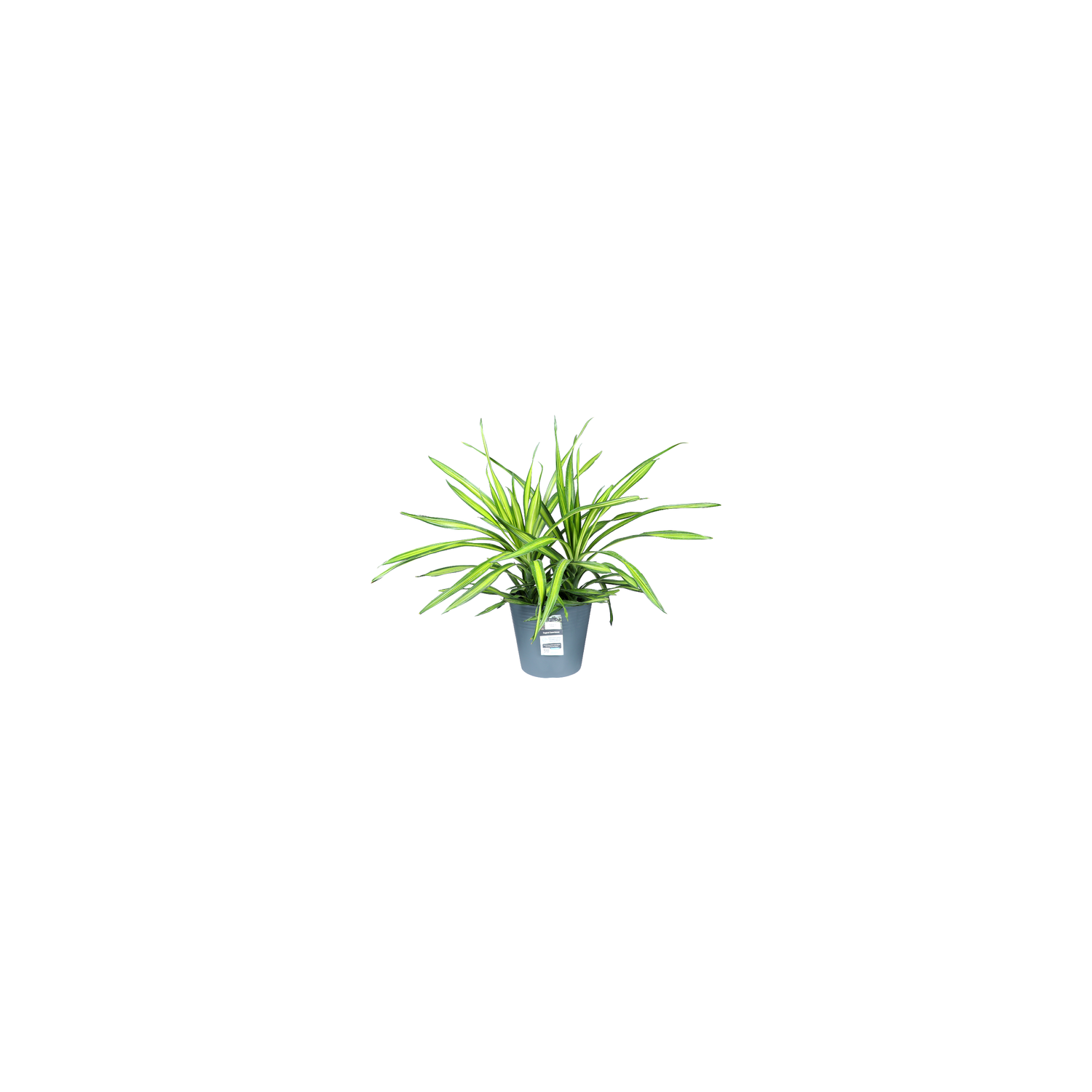 Tropical Foliage - 10 Inches Image 1 of 2