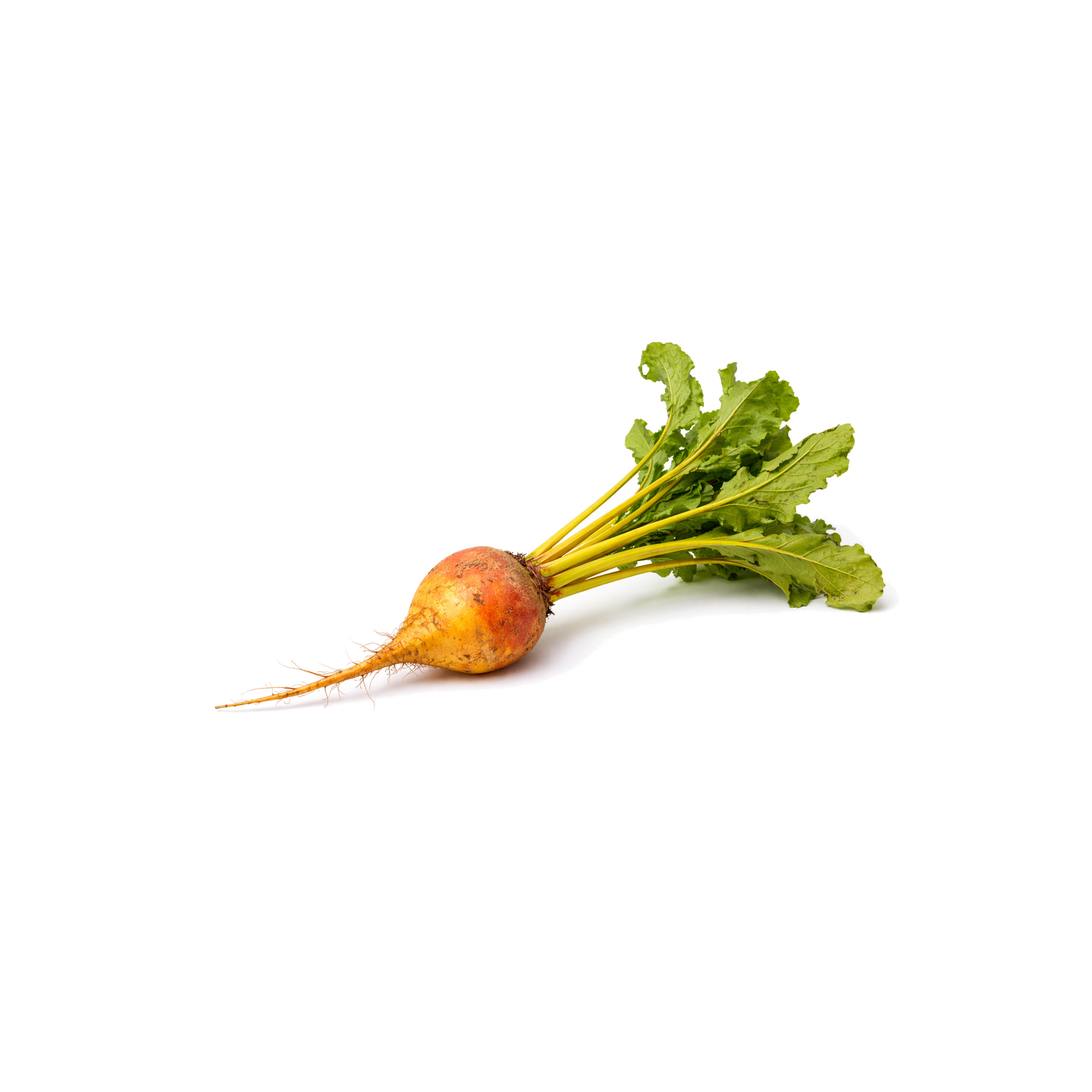  Organic Gold Beet - 1 Each