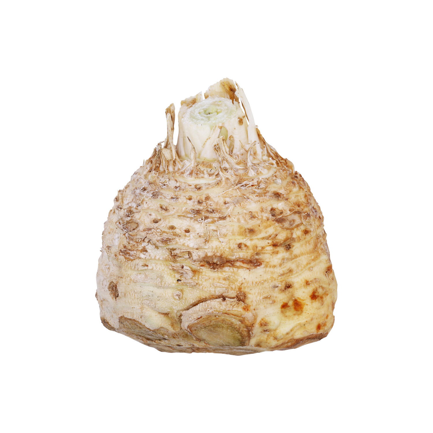 Celery Root - 1 Each Image 1 of 2