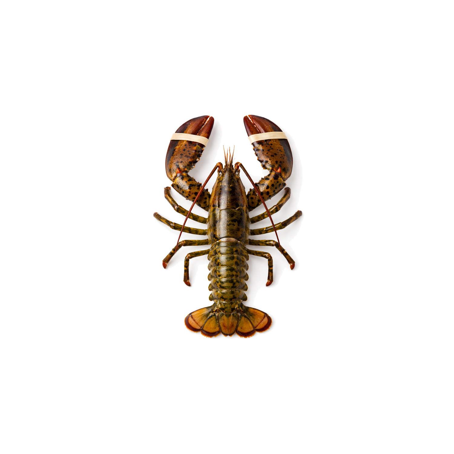 Live Lobster - Avg 1.67 Lbs
