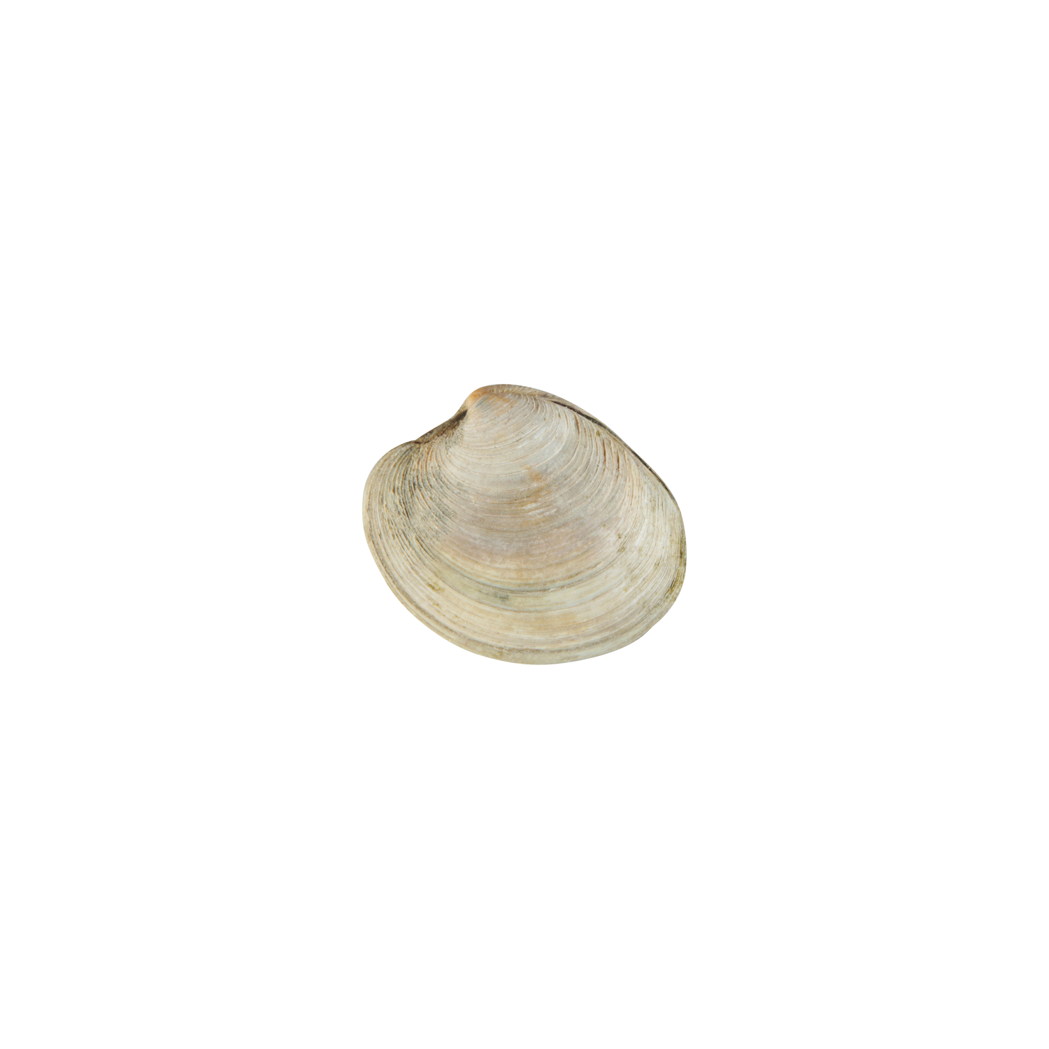 Littleneck Clams - 1 Each Image 1 of 2