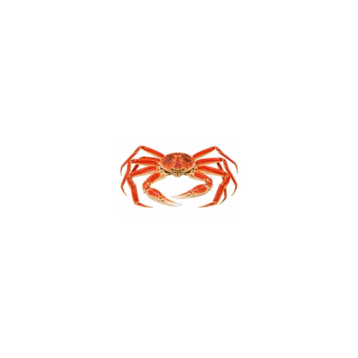 Snow Crab Opilio - 1 Pound