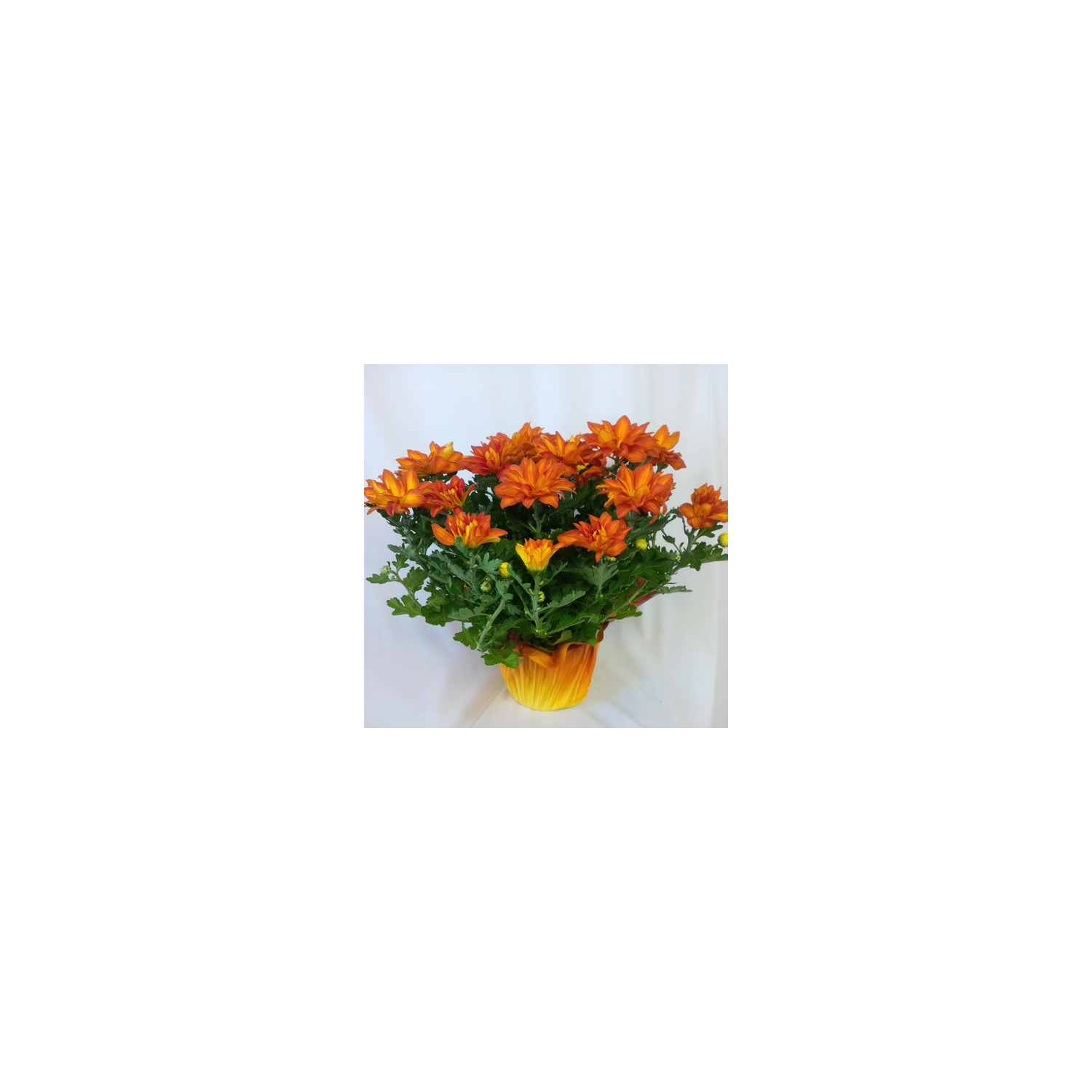 Pelee Mums - 1 Each