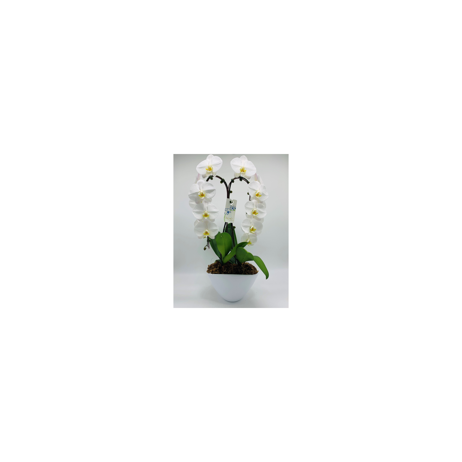 Duo Waterfall Planter - 1 Each
