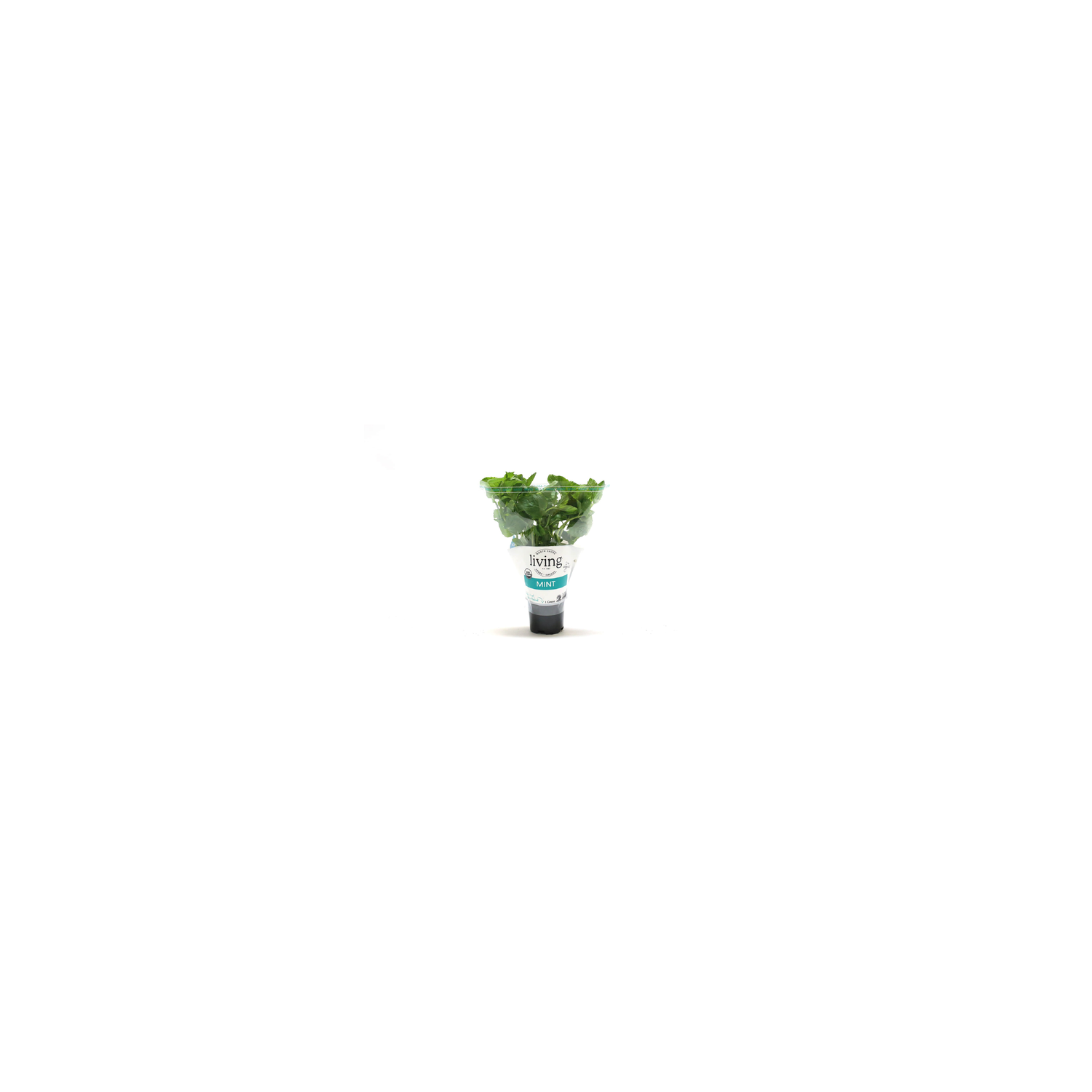 North Shore Living Herbs & Greens Organic Potted Mint - 1 Count