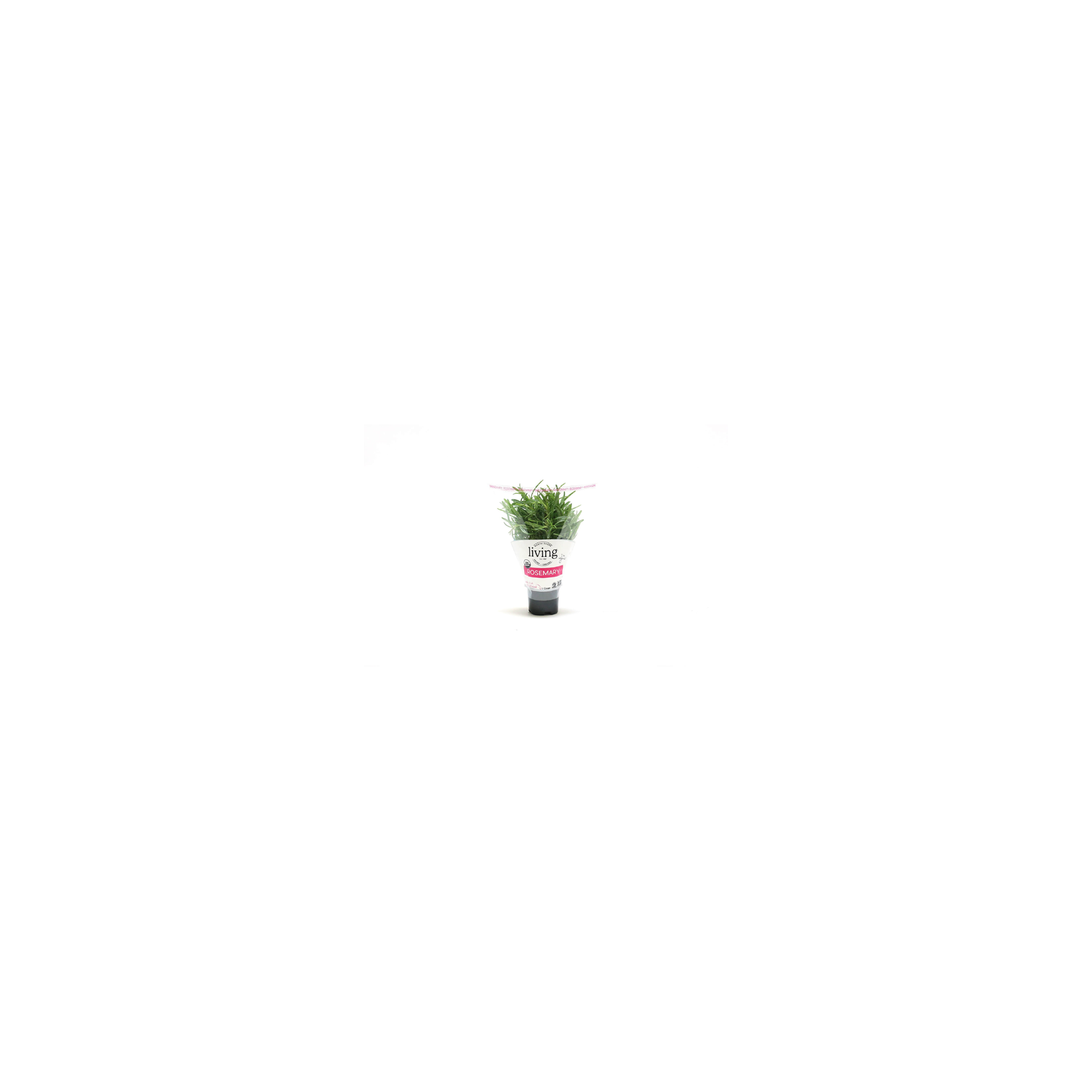 North Shore Living Herbs & Greens Organic Potted Rosemary - 1 Count