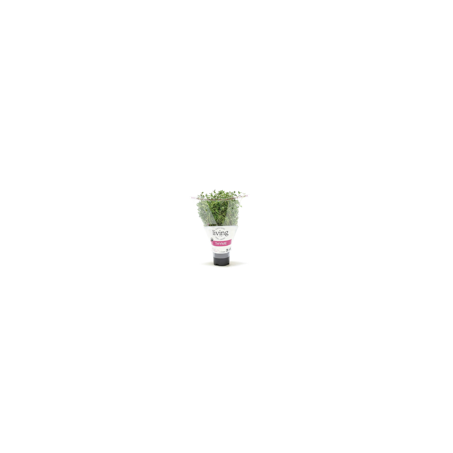 North Shore Living Herbs & Greens Organic Potted Thyme - 1 Count