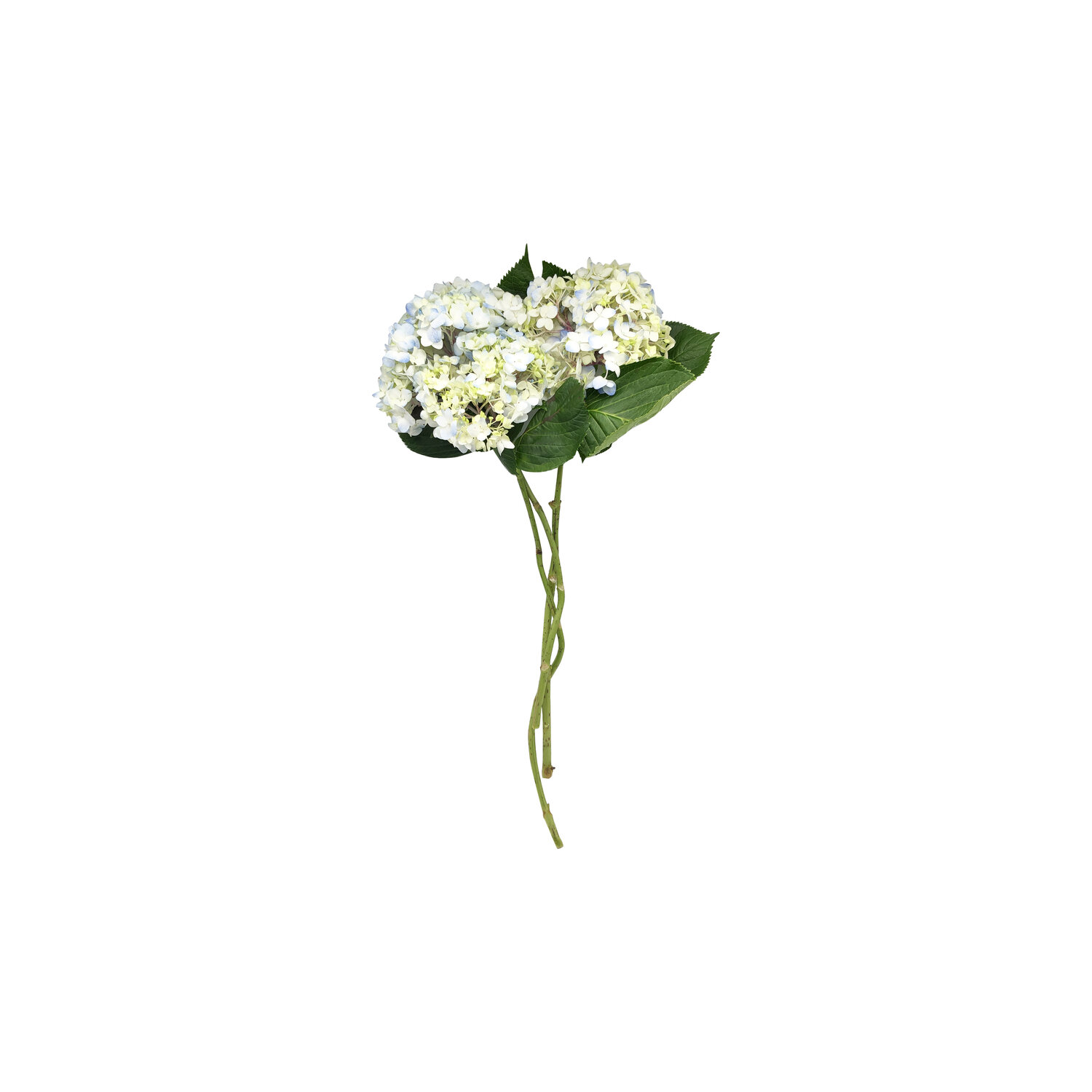 Bouquet Secret Meadow - 1 Each