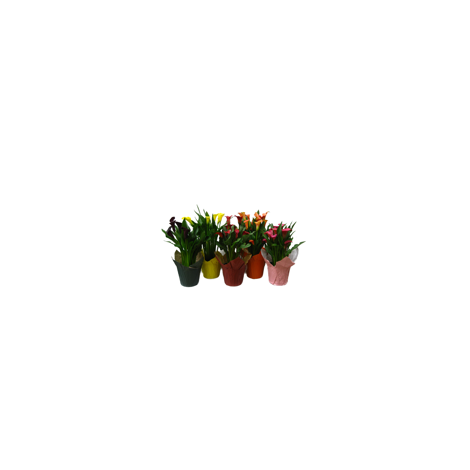 Calla Lily - 1 Each