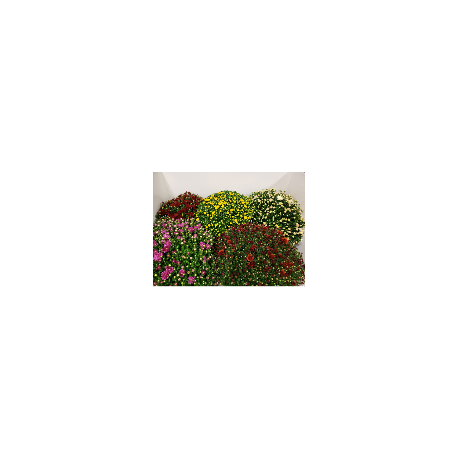 Hardy Mums - 1 Each