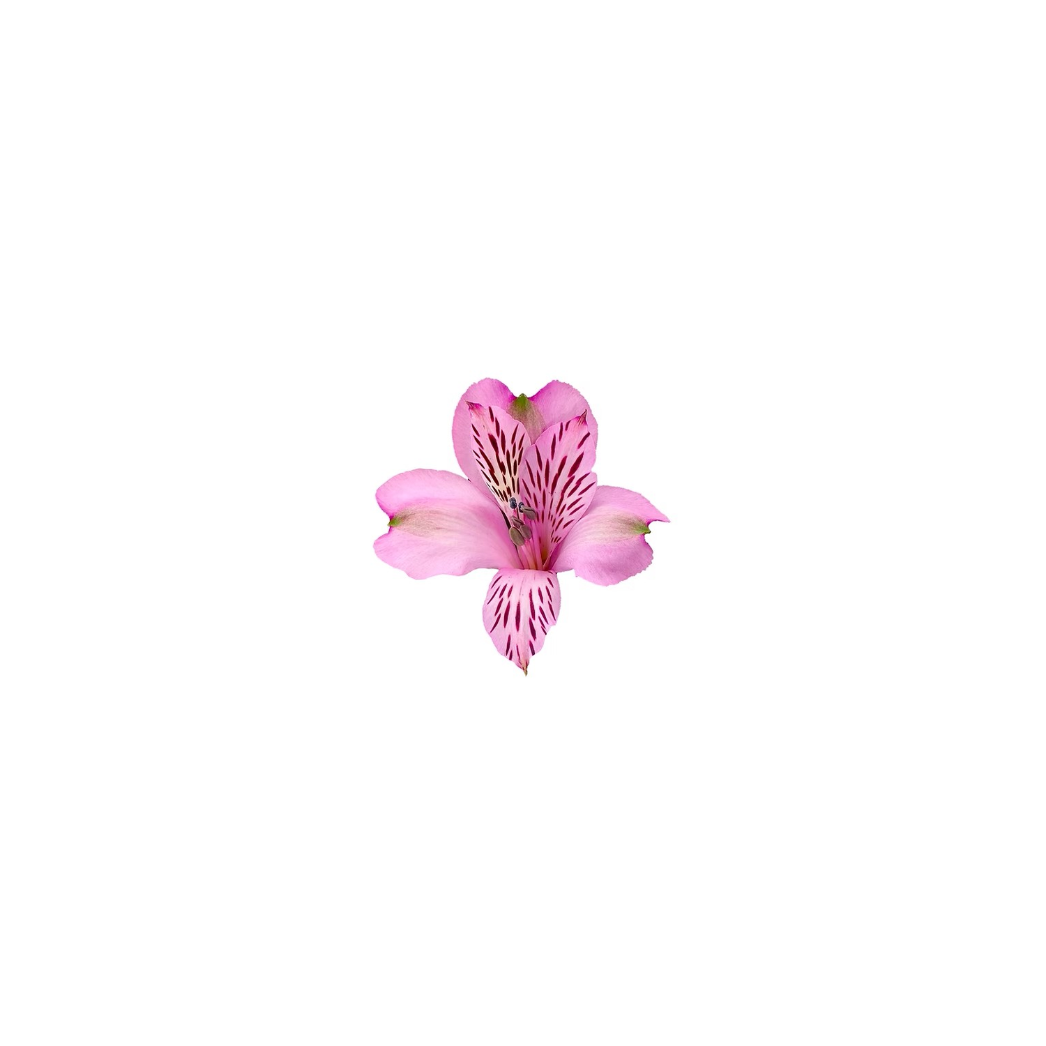 Alstroemeria - 1 Each