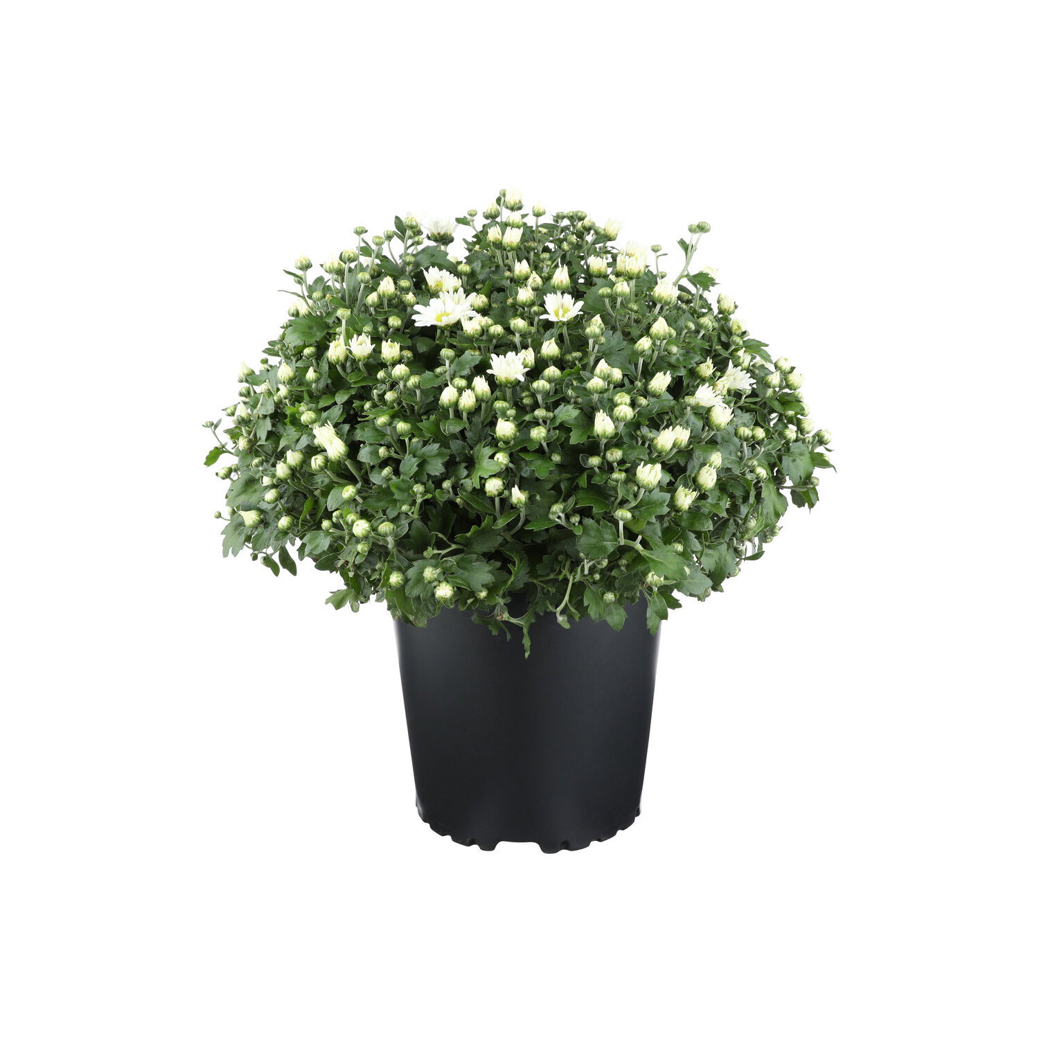 White Hardy Mum - 1 Each Image 1 of 2