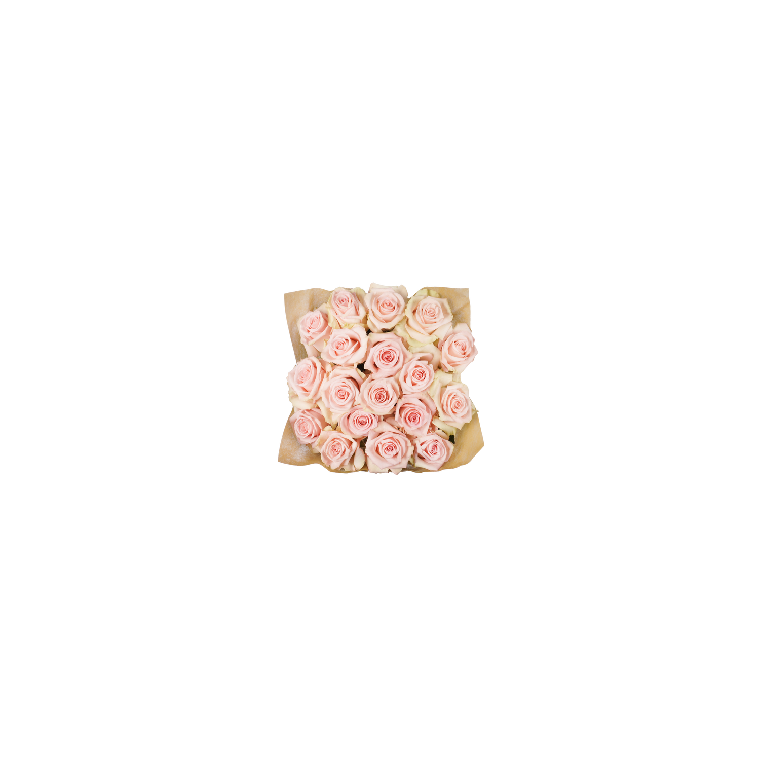 18 Stem Pink Roses - 1 Each
