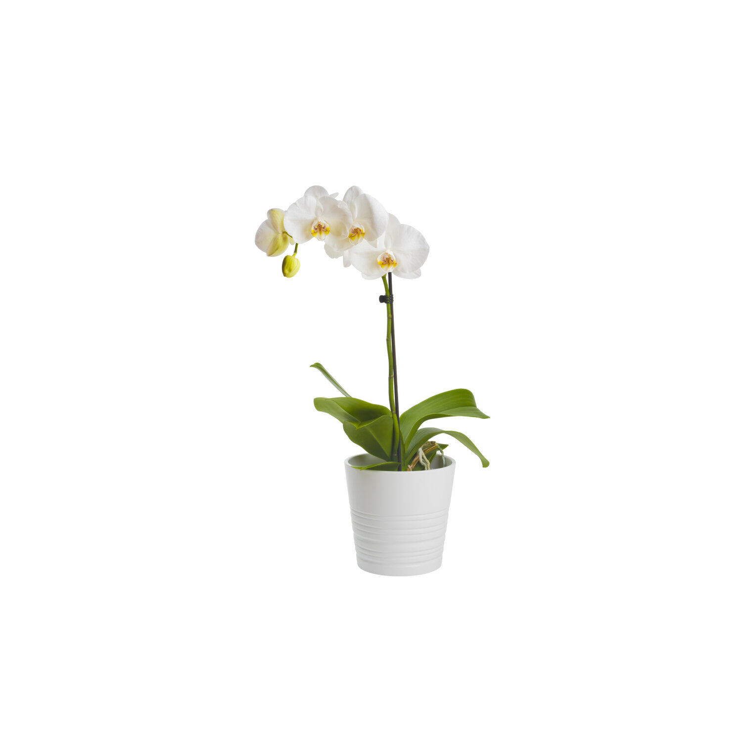Gem Orchids - 1 Each - Brookshire's